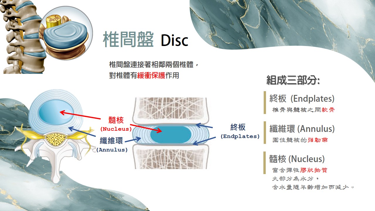 椎間盤結構示意圖 disc